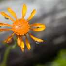 Small flower