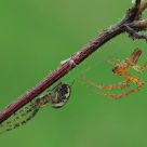 Courtship of spiders