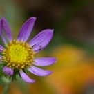 bloom