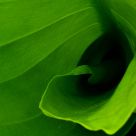 New Leaf