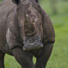 White Rhinoceros