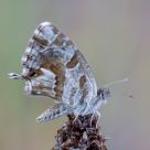 Cacyreus marshallii