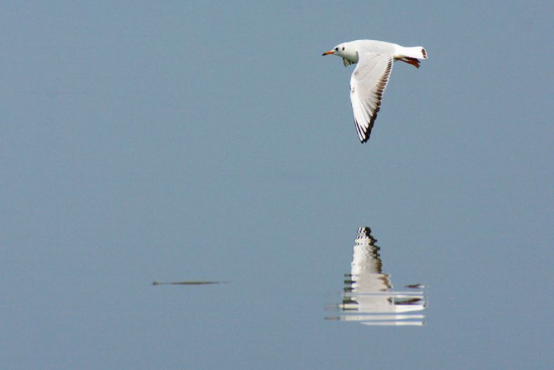 Sea gull