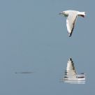 Sea gull