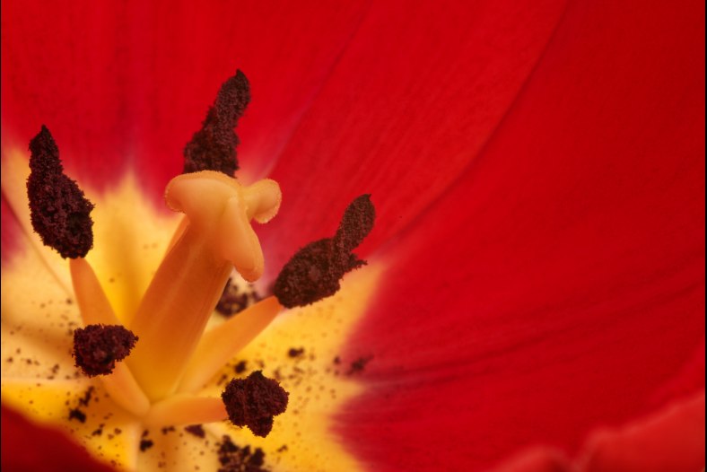 Inside the tulip