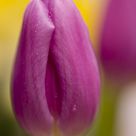 Tulip