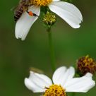 Busy Spring