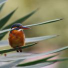Common Kingfisher