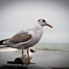 Seagull