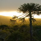 Araucaria at dusk