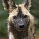 African Wild Dog