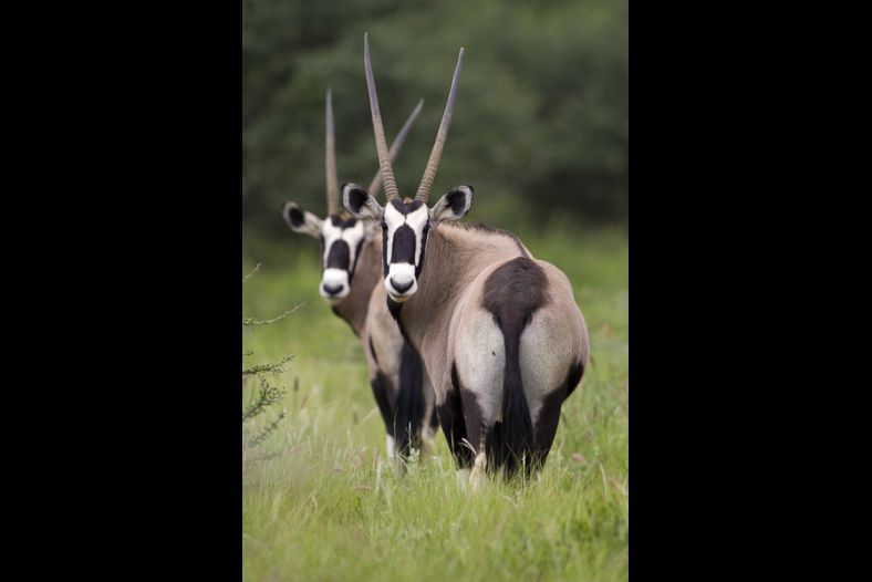 Two Oryx Antelopes
