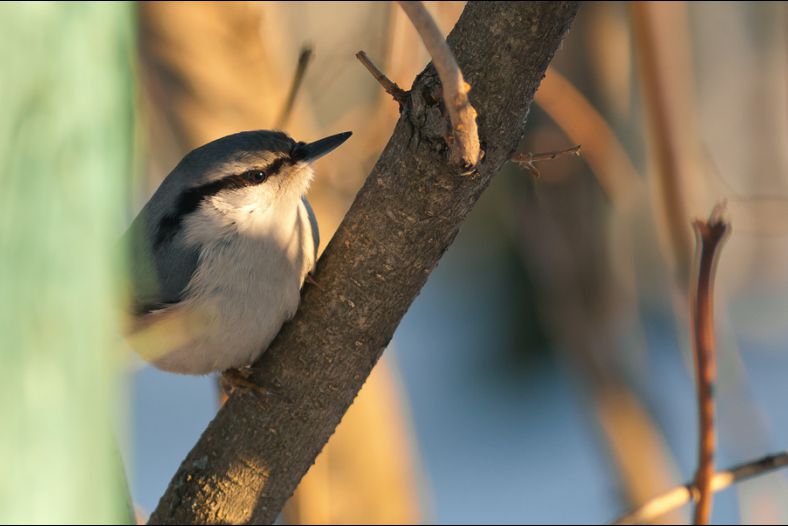 Nuthatch in  anticipation  of spring