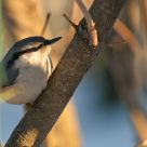 Nuthatch in  anticipation  of spring