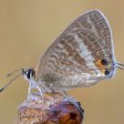 Lampides boeticus