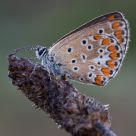 Polyommatus icarus