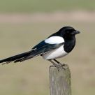 magpie