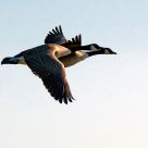 fly into the sunrise