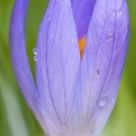Crocus