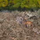 Roaring Stag
