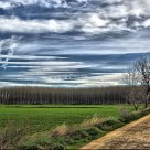 Camino hacia la alameda