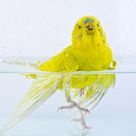 The Budgerigar