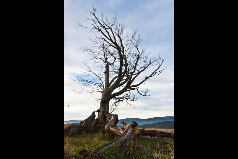 Dead tree