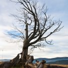 Dead tree