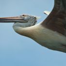 Pelican in Flight-Up Close