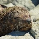New Zealand Seal