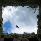 tuscanian pigeon