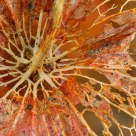 Physalis fruit