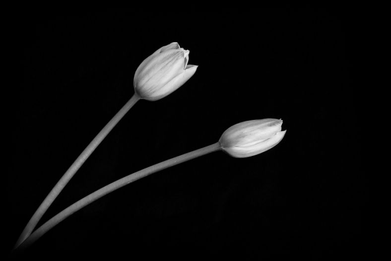 tulip study I