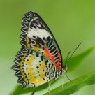 Butterfly & Buttery-Bokeh