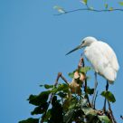 Watchful Intent
