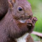 Squirrel portrait
