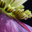 Hellebora flower