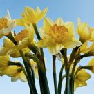 Daffodils