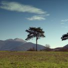 The two pines