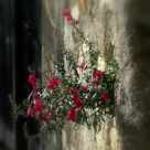 Flowers from the wall