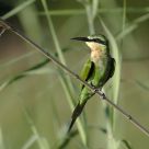Blue-cheeked Bee-eater