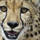 Cheetah portrait