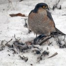 Sparrow hawk
