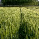 The green sea