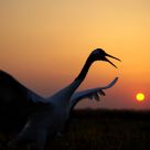 Crane