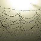 pearls of nature