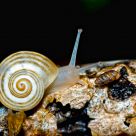Snail