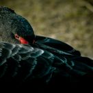 Black Swan