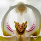 Cymbidium