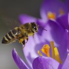 Bee